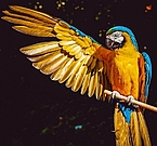 Gelber Ara (Papagei) mit einem ausgebreiteten Flügel vor schwarzem Hintergrund