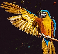 Gelber Ara Gelber Ara (Papagei) mit einem ausgebreiteten Flügel vor schwarzem Hintergrund