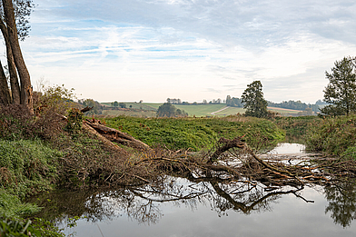 Schwindegg, Thalhamer Moos Schwindegg, Thalhamer Moos