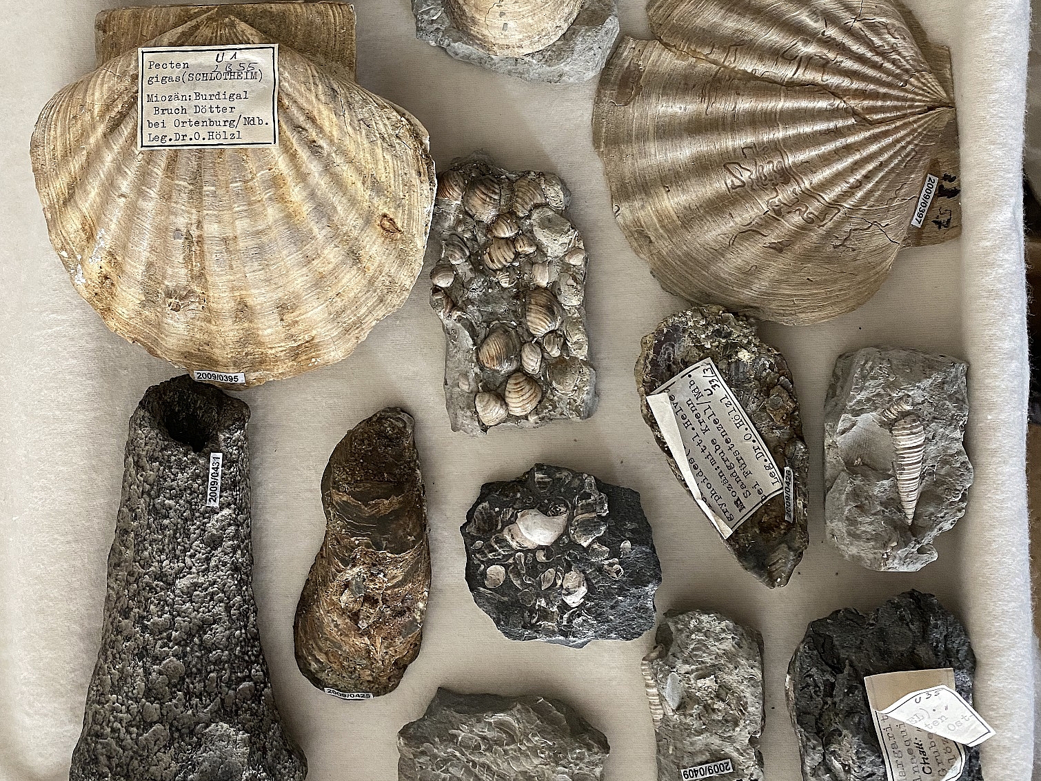 Fossilien und geologische Funde, die sich im Museumsdepot befinden.