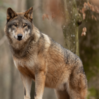 Wolf im Wald