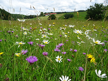 Landschaft, Wiese mit einheimischen Pflanzen