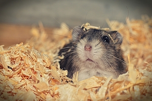 Das Bild zeigt einen Hamster in Hobelspänen