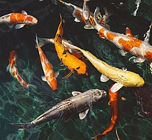 Das Bild zeigt mehrere Fische /Koi-Karpfen im Wasser