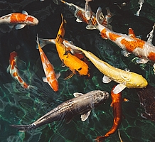 Das Bild zeigt mehrere Fische /Koi-Karpfen im Wasser