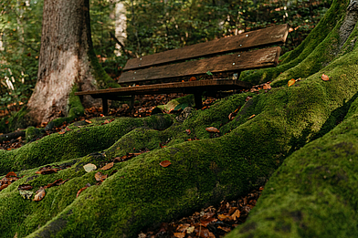 Gars am Inn Bank im Wald Gars am Inn Bank im Wald