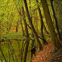 Stiller Weiher im Herbstwald