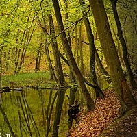 Stiller Weiher im Herbstwald
