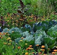 Krautbeet mit Blumen und Kräutern im Vorder- und Hintergrund