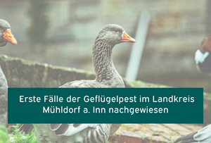Geflügelpest im Landkreis nachgewiesen