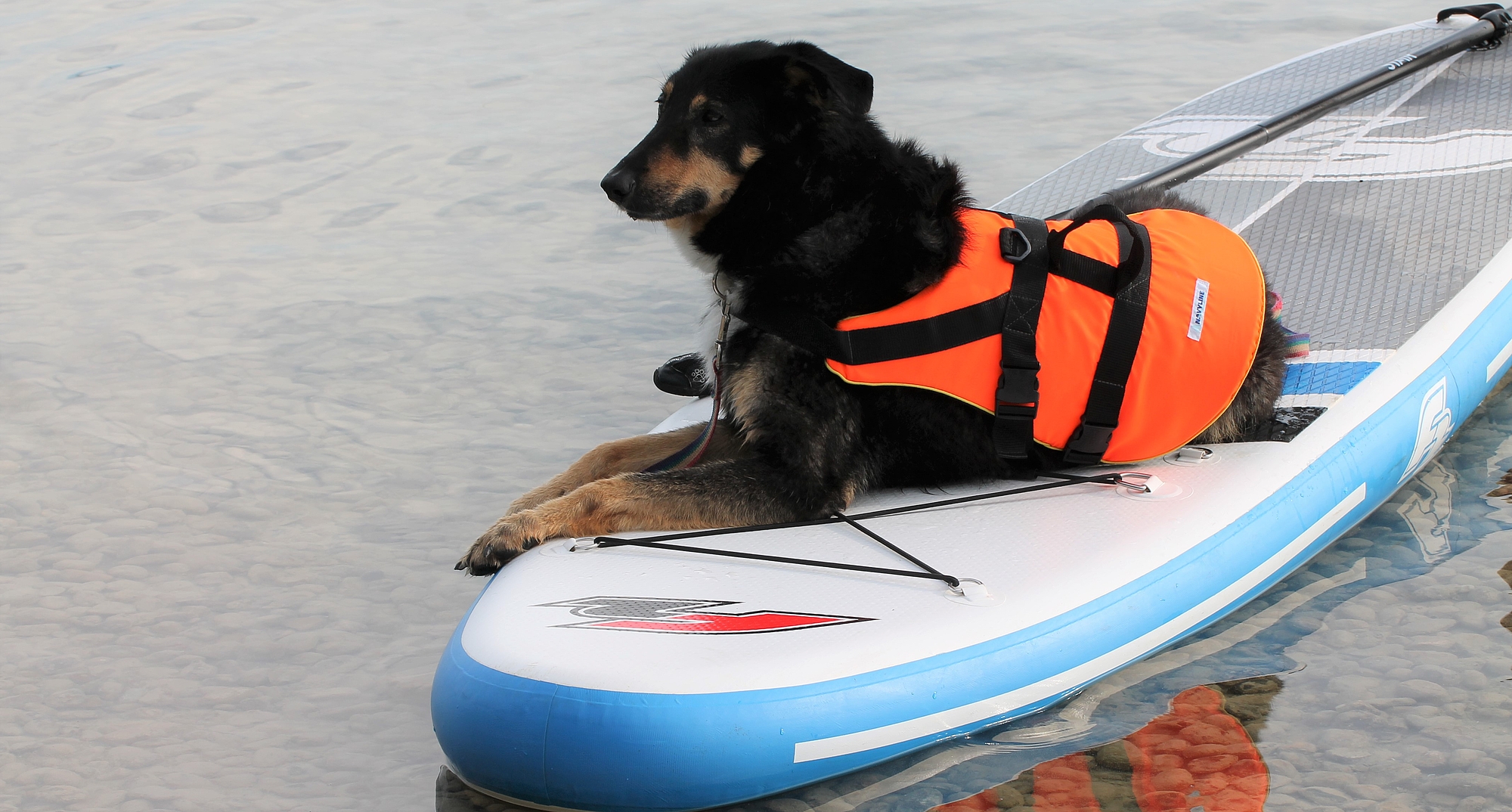 Bild zeigt einen Hund mit Schwimmweste liegend auf einen StandUpPaddle im Wasser