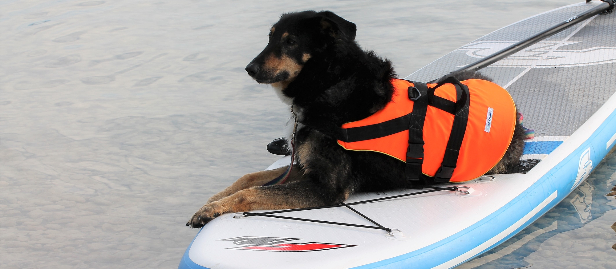 Bild zeigt einen Hund mit Schwimmweste liegend auf einen StandUpPaddle im Wasser