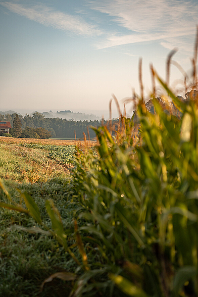 Oberneukirchen Landschaft Oberneukirchen Landschaft