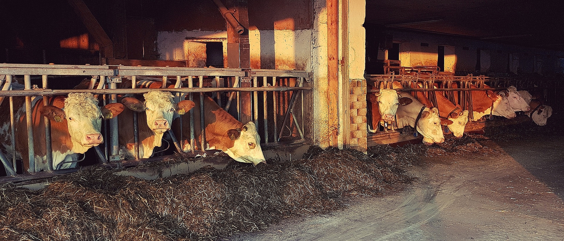 Das Bild zeigt Kühe im Stall beim fressen