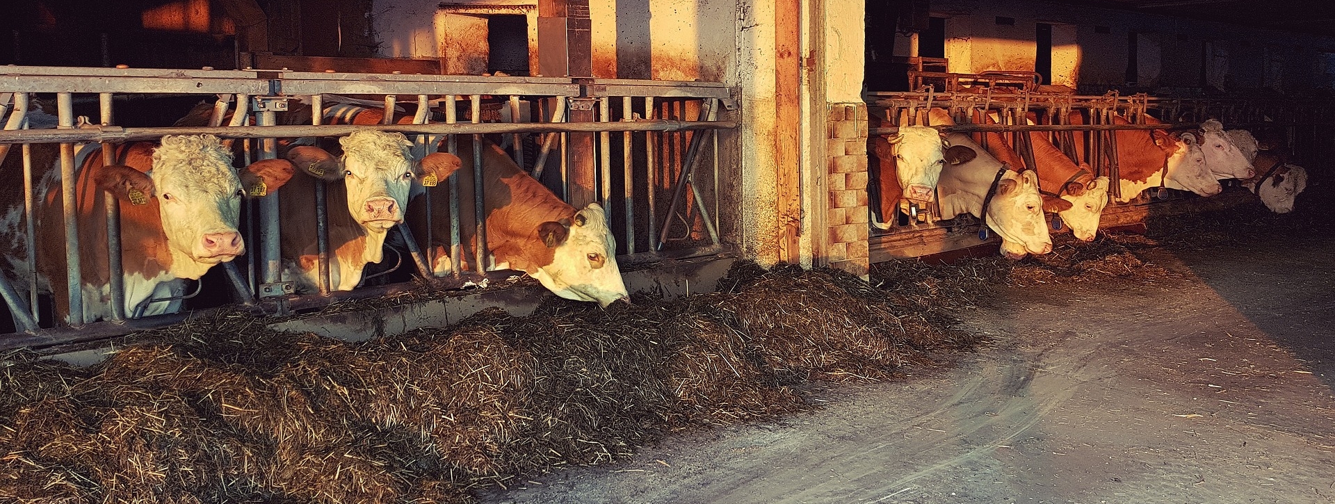 Das Bild zeigt Kühe im Stall beim fressen