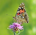 Distelfalter (Schmetterling) vor grünem Hintergrund