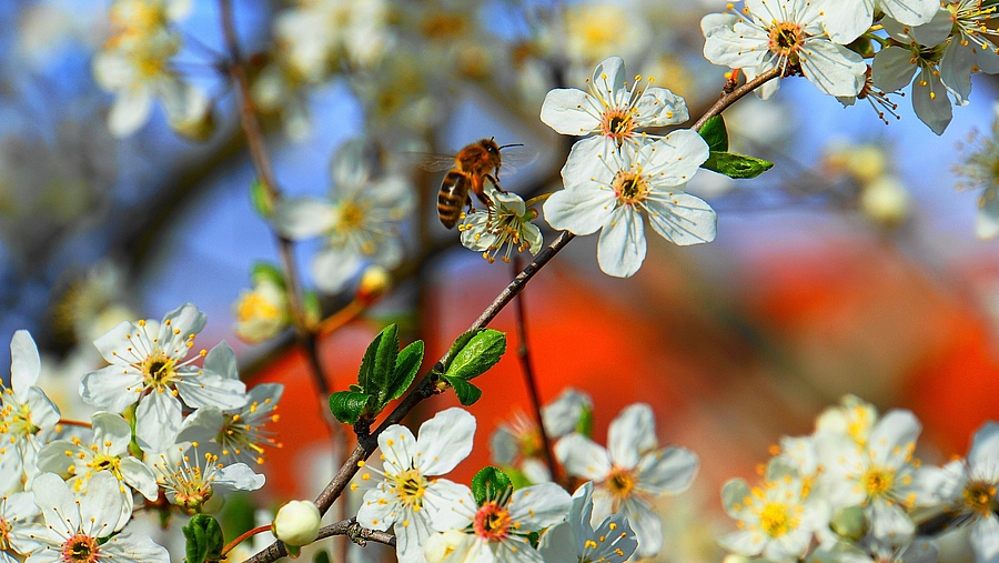 Baumblüten und Biene 