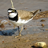 Flußregenpfeifer (Vogel) am Bachufer