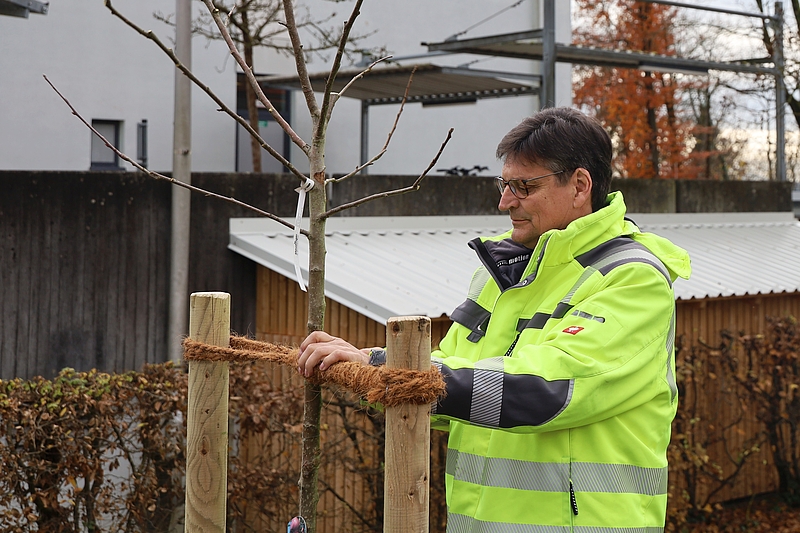 Landrat Max Heimerl pflanzt einen Baum.
