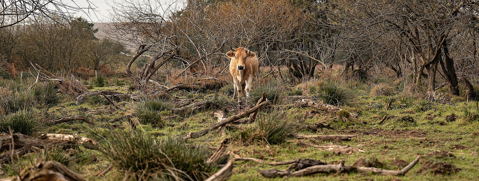 Thalhamer Moos zwischen Schwindegg und Ampfing