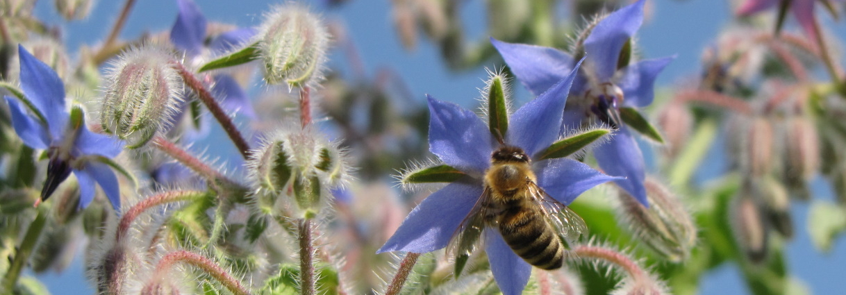 Bild zeigt eine Biene beim Nektarsaugen aus einer lila Blüte