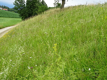 Wiese, Landschaft