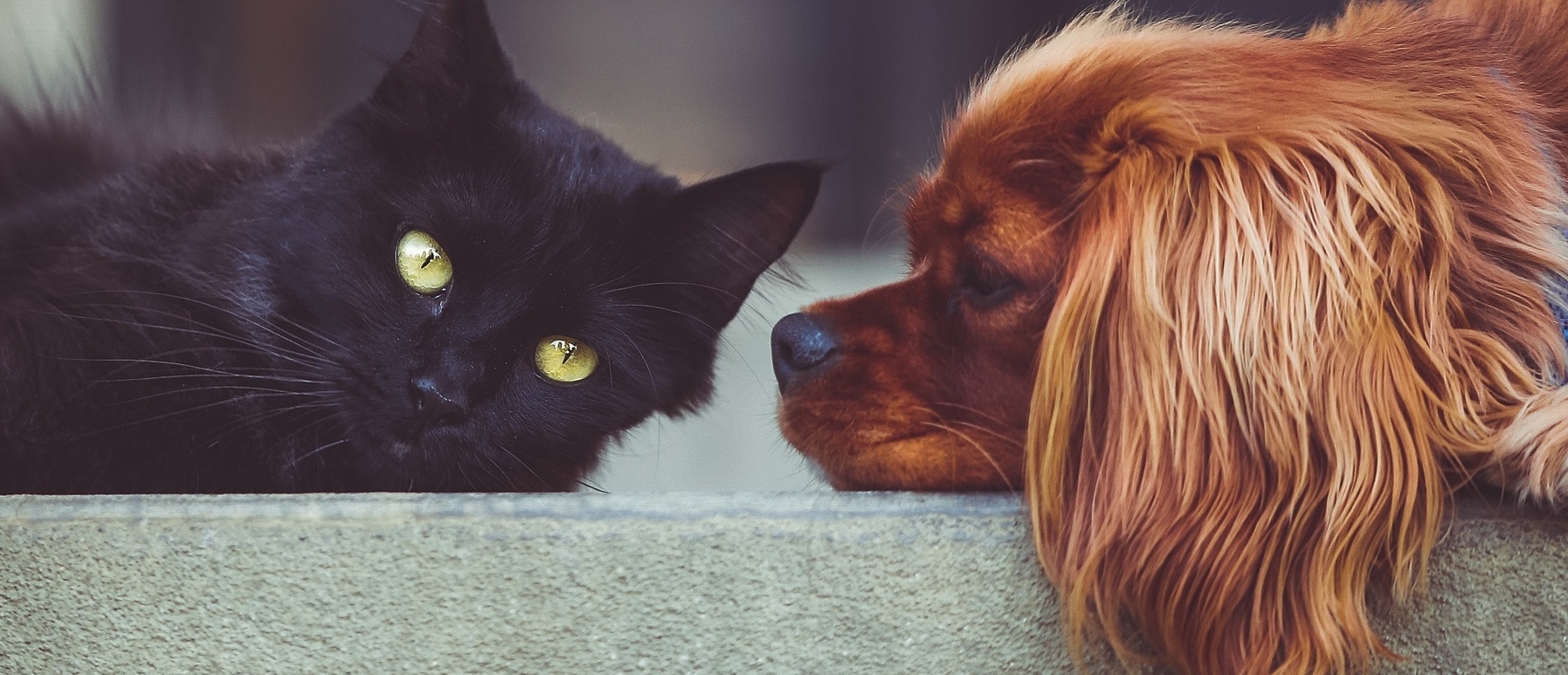 Das Bild zeigt einen Hund und eine Katze im Profil beim ausruhen