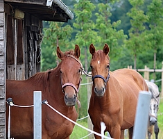 Bild zeigt zwei Pferde in der Außenbox