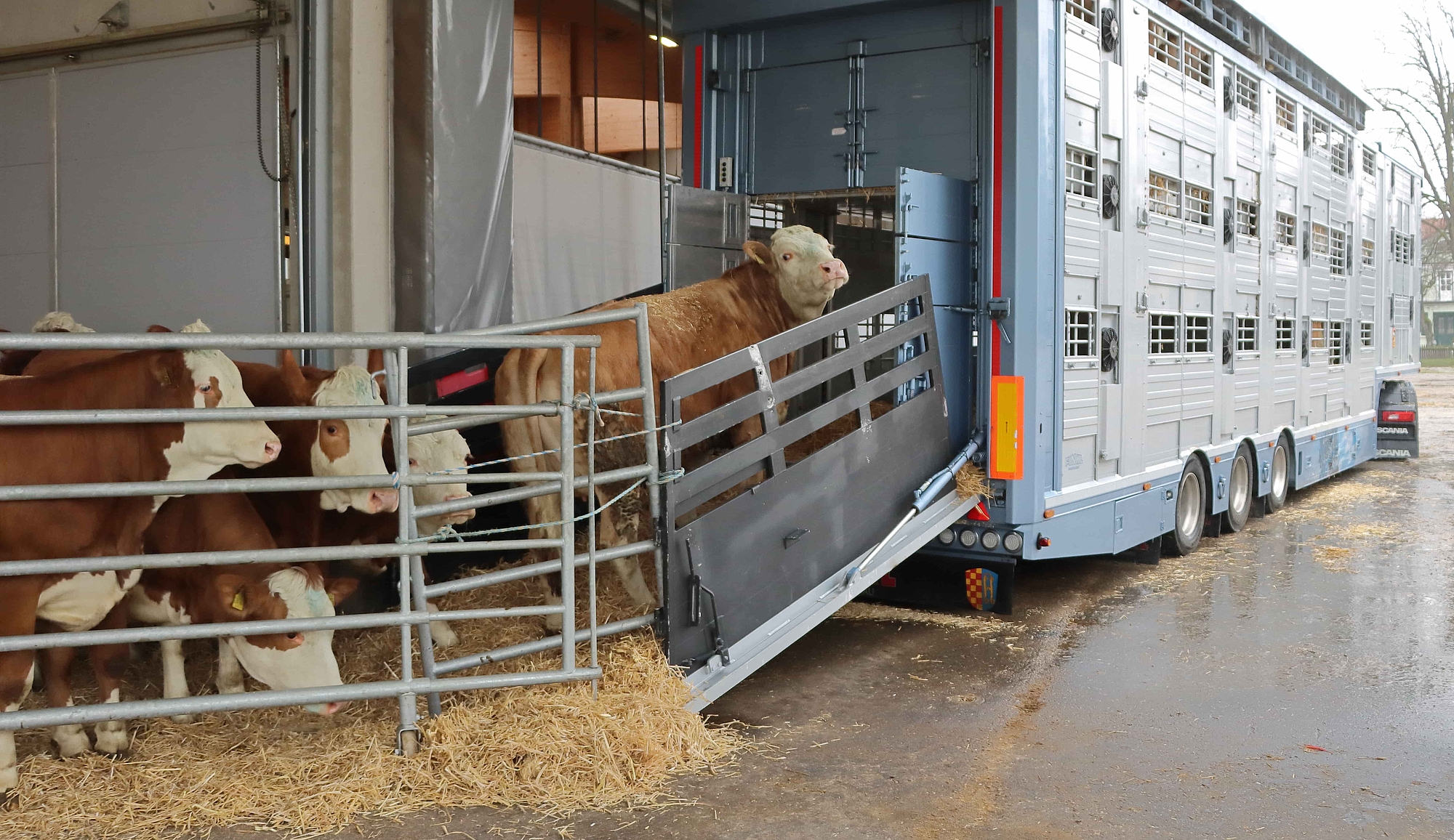 Das Bild zeigt einem Rindertransport beim beladen