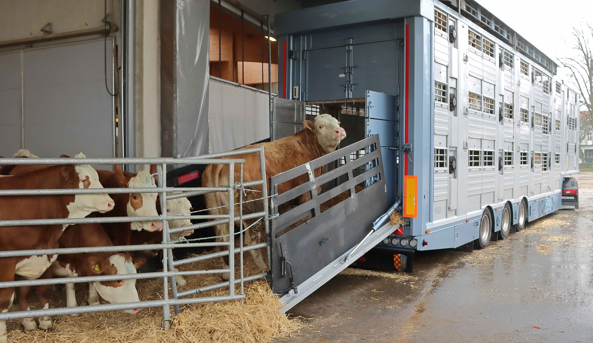 Das Bild zeigt einem Rindertransport beim beladen