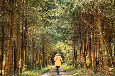 Oberneukirchen Wald Oberneukirchen, Wald