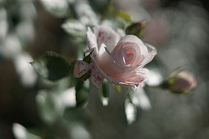 Herbstblume