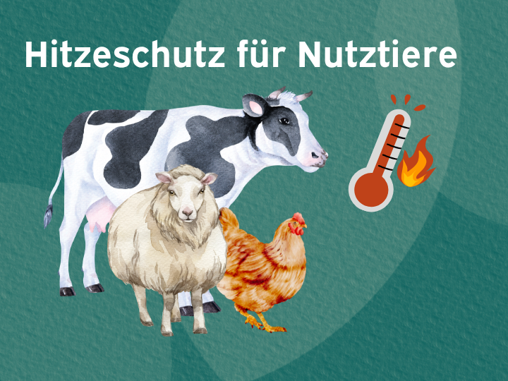 dunkelgrünes Deckblatt mit einer Kuh, einem Schaf, einem Huhn und einem Thermometer mit dem Titel "Hitzeschutz für Nutztiere"