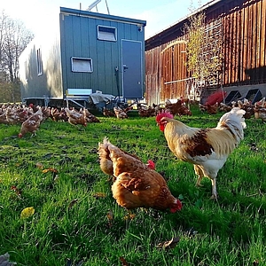 Das Bild zeigt mehrere Hühner in mobiler Freilandhaltung