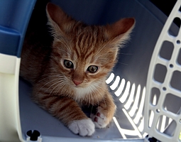 Bild zeigt eine kleine Katze in einer Transportbox