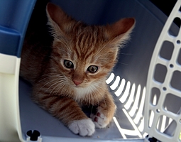 Bild zeigt eine kleine Katze in einer Transportbox
