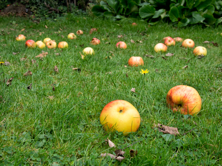 Äpfel liegen auf der Wiese