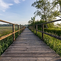 Gerader Holzweg durch ein Moor