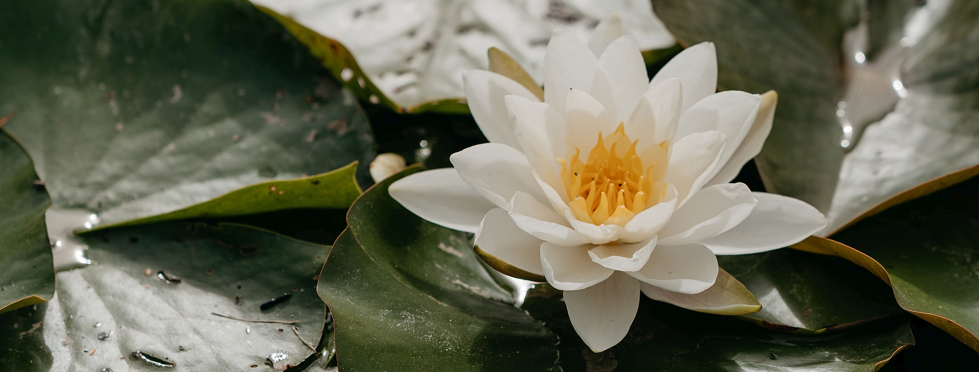 Seerose