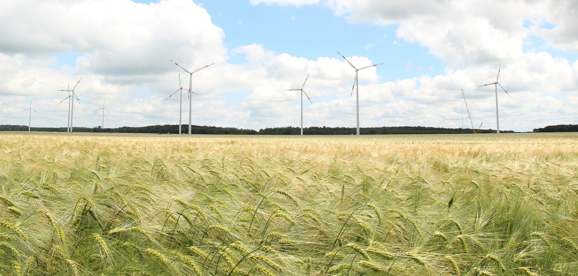 Feld mit Windrädern im Hintergrund