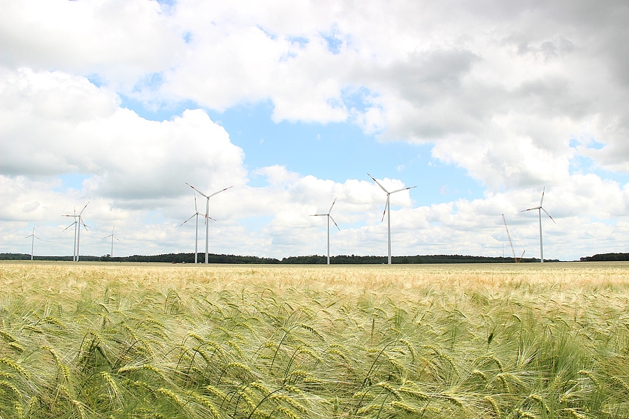 Feld mit Windrädern im Hintergrund