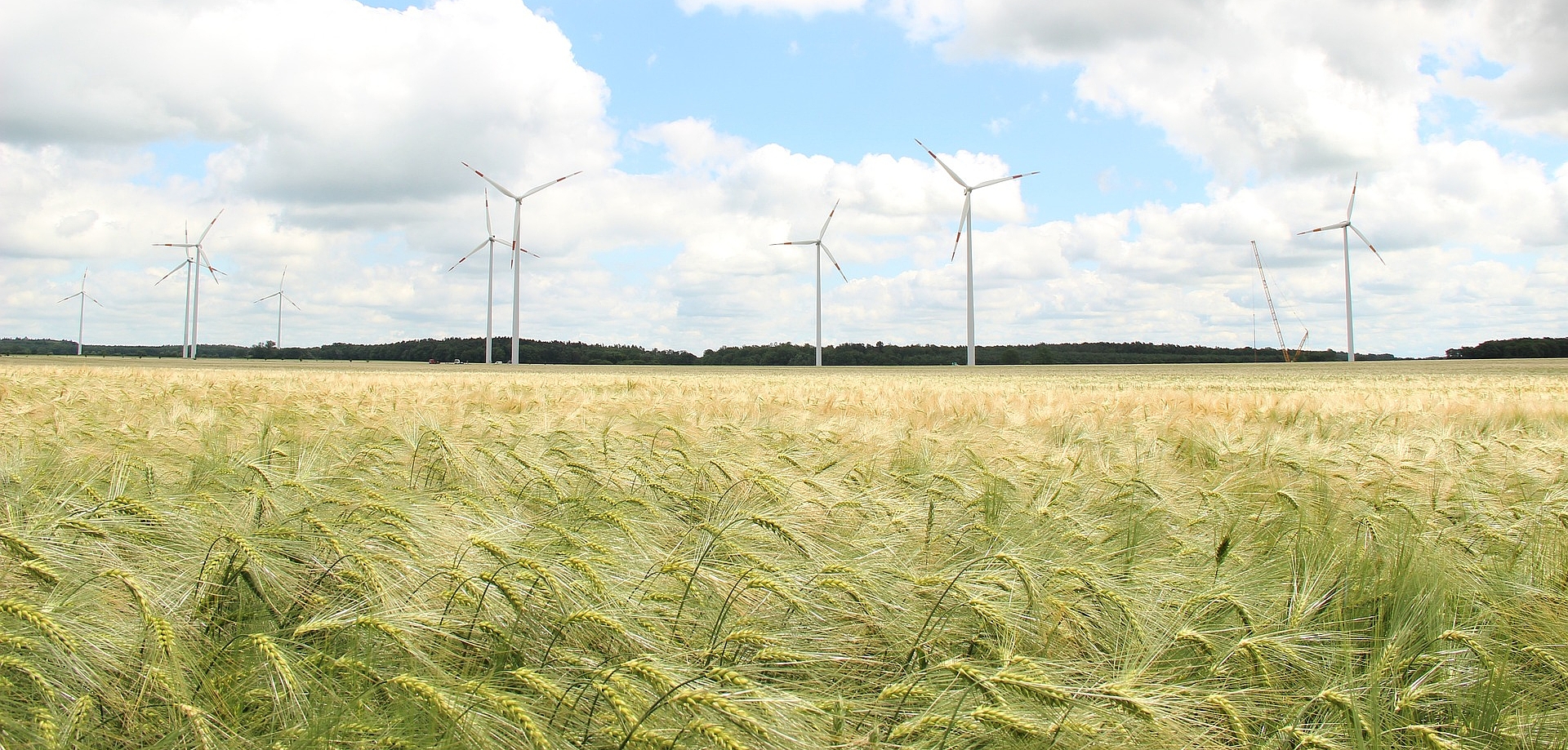 Feld mit Windrädern im Hintergrund