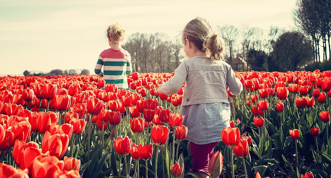 Zwei Kinder von hinten, die in einem Tulpenfeld laufen 