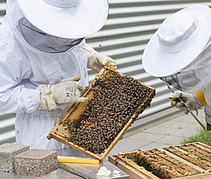 Das Bild zeigt zwei Imker in Schutzausrüstung am offenen Bienenkasten mit einer Wabe in der Hand