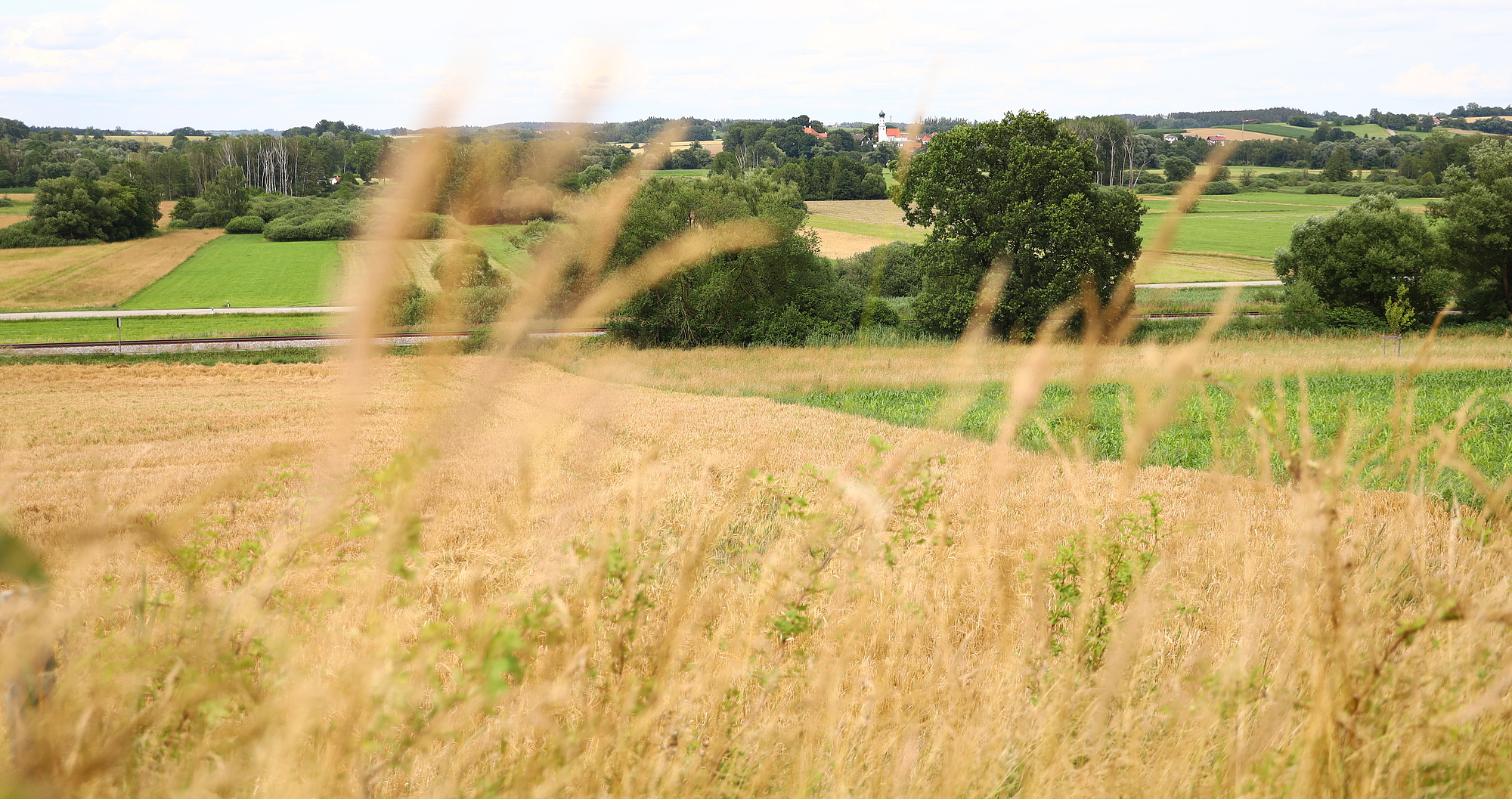 Feld mit Natur im Hintergrund