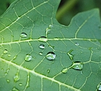 Grünes Blatt mit liegengebliebenen Regentopfen