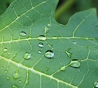 Blatt mit Regentropfen Grünes Blatt mit liegengebliebenen Regentopfen