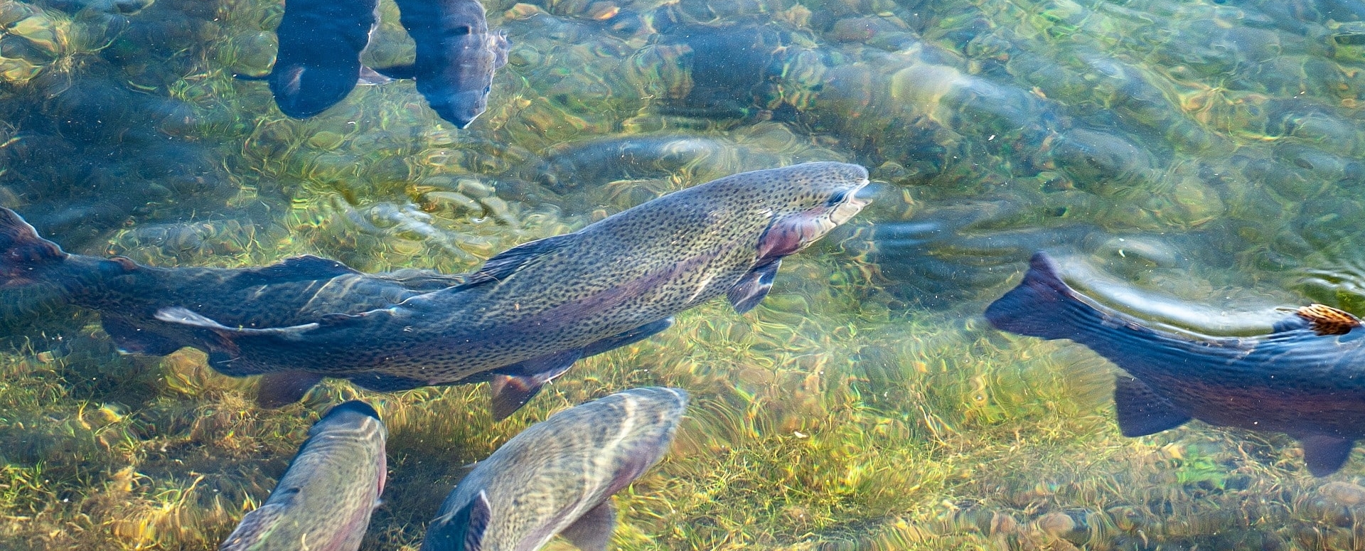 Das Bild zeigt mehrere Forellen im Wasser