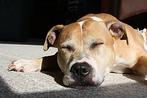 Das Bild zeigt den Kopf eines schlafenden Kampfhundes