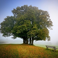 Baum als Naturdenkmal Große Einzelbaumgruppe, rechts davon Sitzbank mit weitem Blick, Herbstlaub auf Wiese, Nebel im Hintergrund